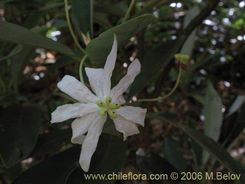 Image of Drimys andina (Canelo enano / Canelo andino). Click to enlarge parts of image.